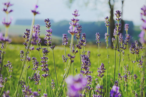 Lavender essential oil is an all-natural ingredient that adds subtle mood-boosting scent.