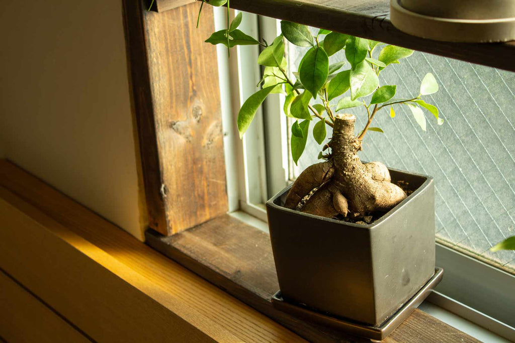 気根の太い植物は木目調との相性が良いため和室にも合いやすい