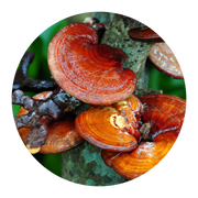 Reishi