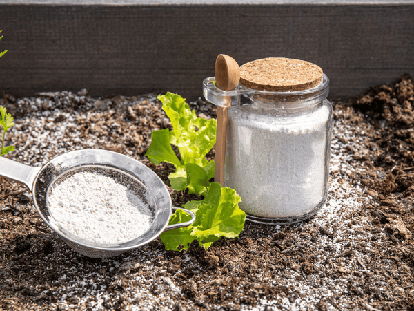 Diatomaceous Earth