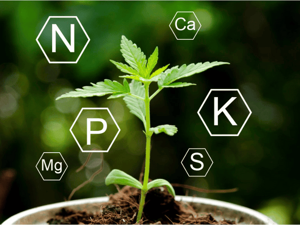 Nutrient Management