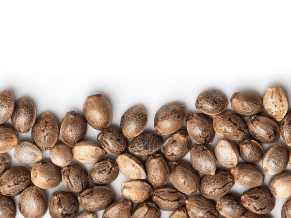 Understanding Cannabis Seeds