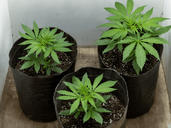 cannabis seedlings