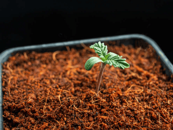 Cannabis Germinating Stage