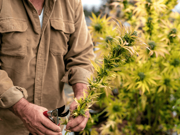 harvesting cannabis