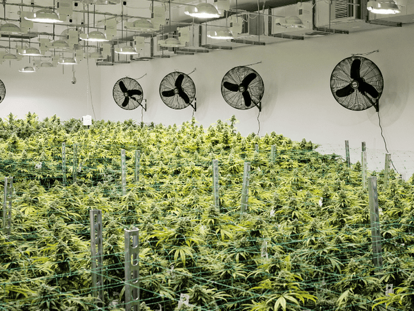  Indoor Cannabis Cultivation