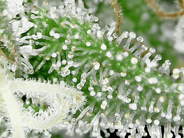 Milky Trichomes