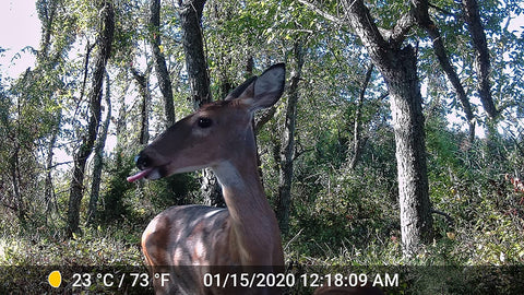 trail camera, trail cameras, cellular trail camera, best cellular trail camera, doing time lapse on trail camera, best trail camera, best trail cameras, sale on trail cameras, cellular trail cameras, trail camera sale, wifi trail camera, trail camera reviews, trail cameras for sale, trail cameras on sale, wireless trail camera, covert trail cameras, trail camera cellular, trail camers, best cellular trail cameras, best trail camera 2022, trail cameras for security, best trail camera 2023, gardepro