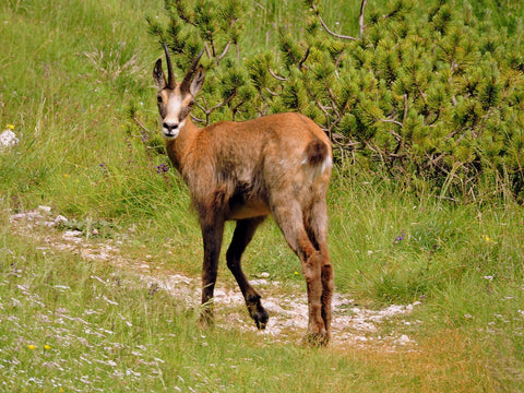 trail camera, trail cameras, cellular trail camera, best cellular trail camera, doing time lapse on trail camera, best trail camera, best trail cameras, sale on trail cameras, cellular trail cameras, trail camera sale, wifi trail camera, trail camera reviews, trail cameras for sale, trail cameras on sale, wireless trail camera, covert trail cameras, trail camera cellular, trail camers, best cellular trail cameras, best trail camera 2022, trail cameras for security, best trail camera 2023, gardepro