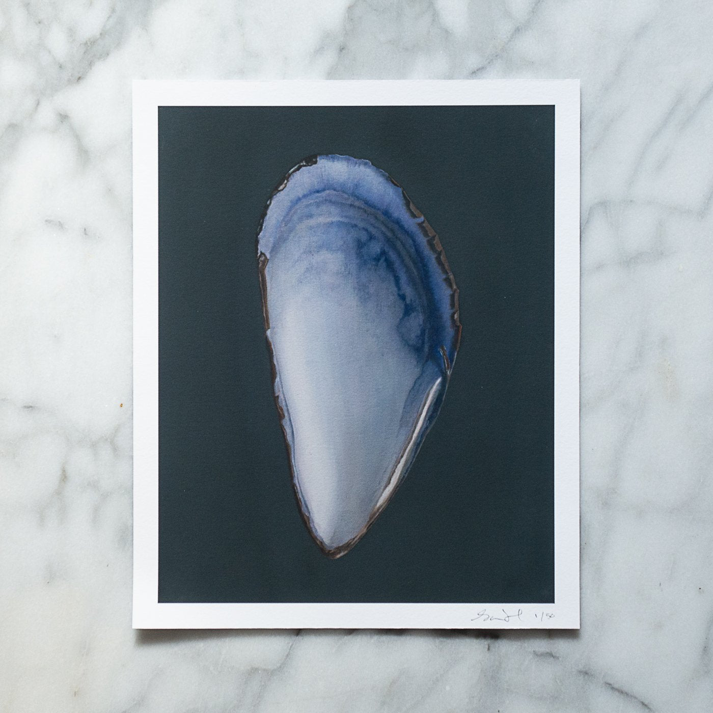 Mussel Shell Limited Edition Print - Sarah Verardo Art product image