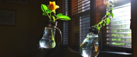 Des plantes poussant dans des ampoules