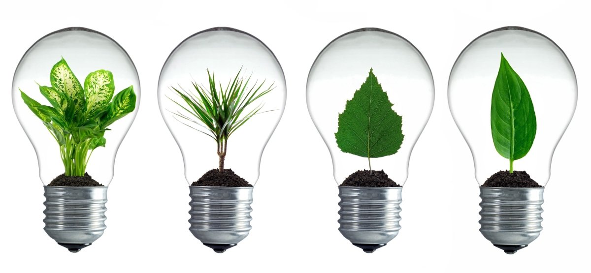 quatre ampoules LED intégrant un végétal et de la terre