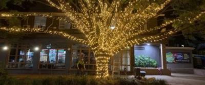 guirlandes LED sur un arbre