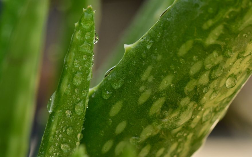 aloe vera benefici cosmetici