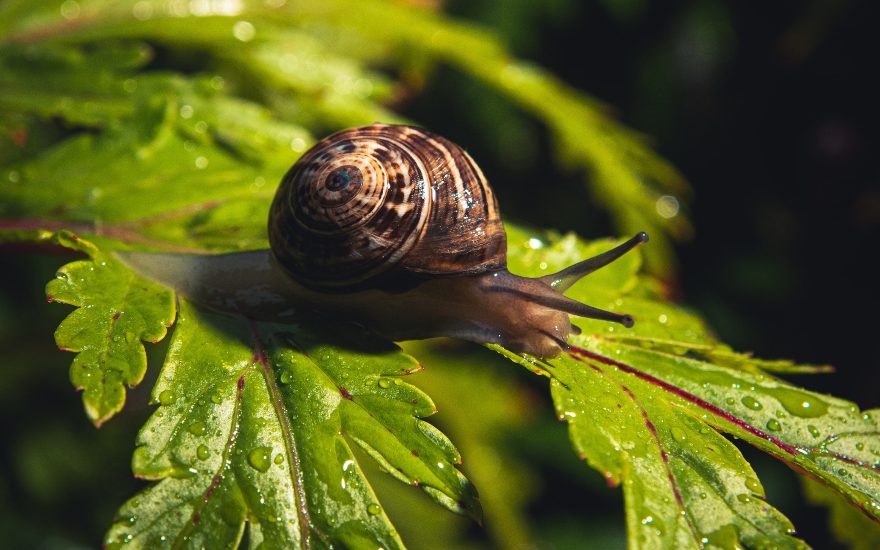 bienfaits de la bave d'escargot pour les enfants