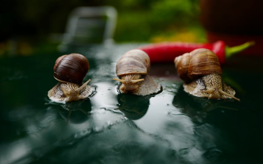 Bave d'escargot contre les ulcères gastriques