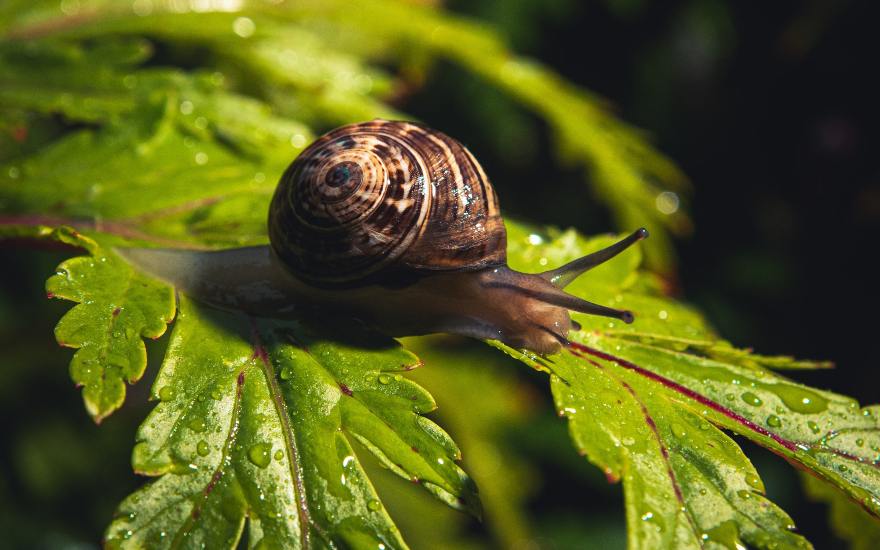 Propriétés de la bave d'escargot