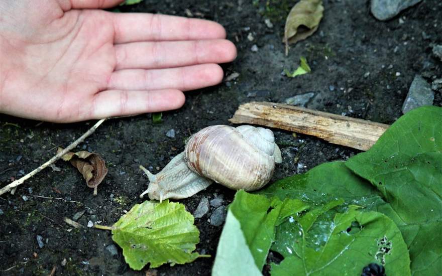 bienfaits de la bave d'escargot en médecine