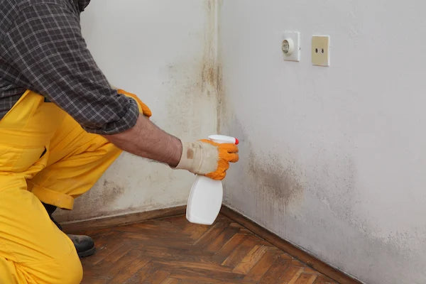 Learn how to remove mold from your property