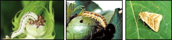 American boll worm on cotton.