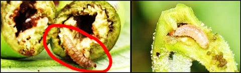 Brinjal Shoot and fruit borer larvae