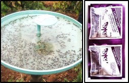 Brinjal fruit and shoot borer traps with lures