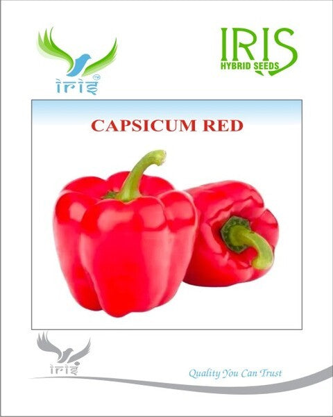 IRIS IMPORTED CAPSICUM RED product  Image