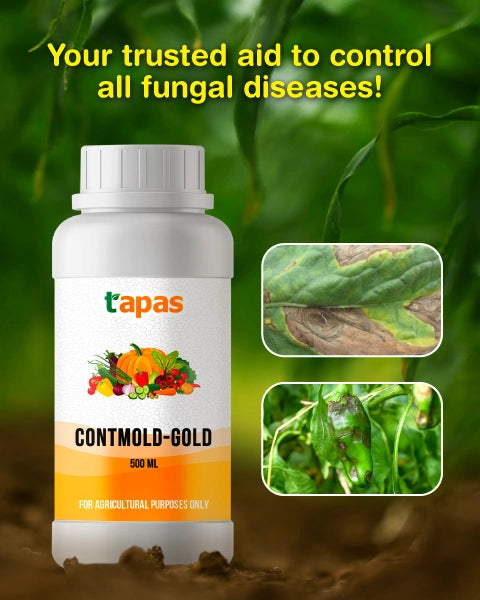 TAPAS CONTMOLD GOLD product  Image
