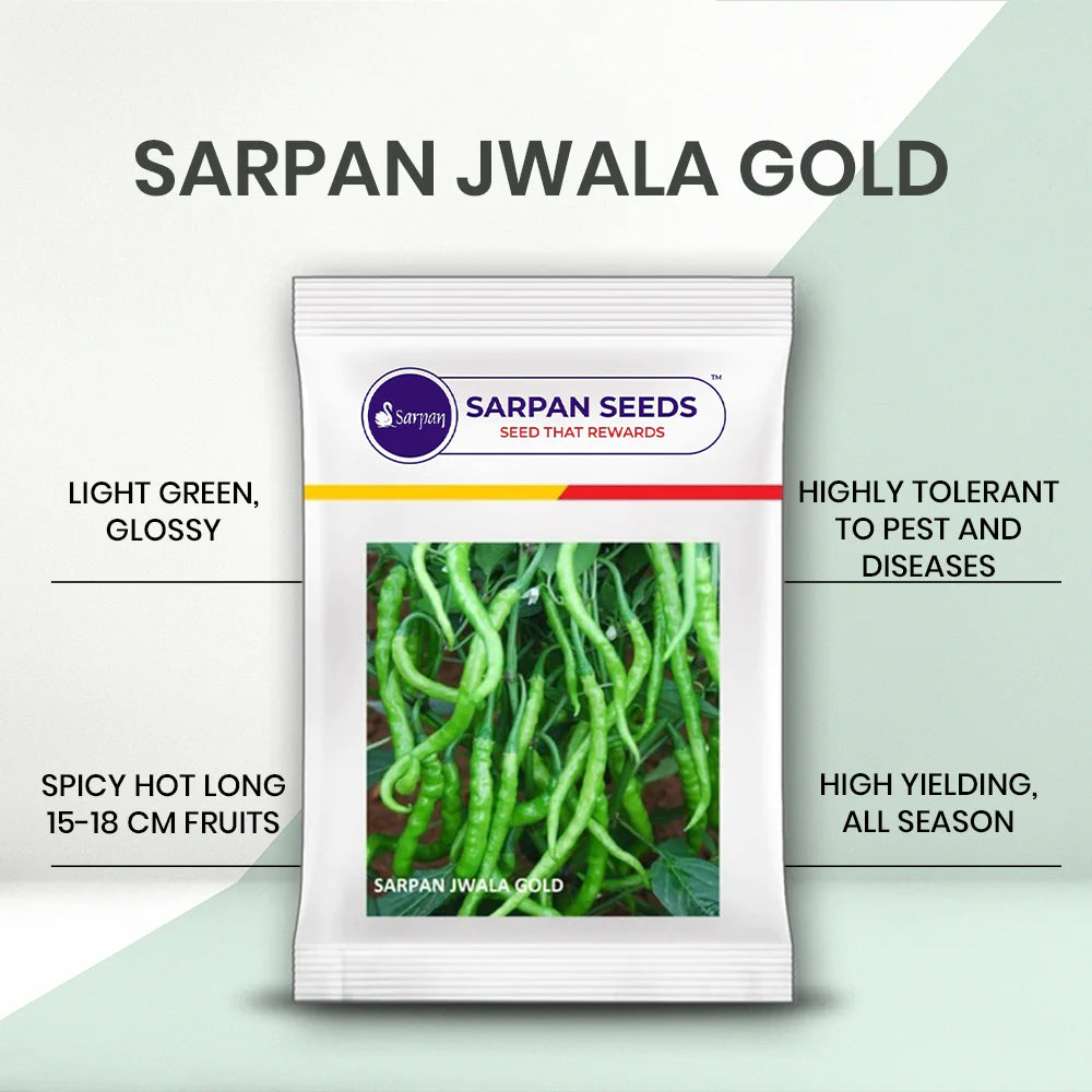 SARPAN JWALA GOLD CHILLI SEEDS product  Image 2