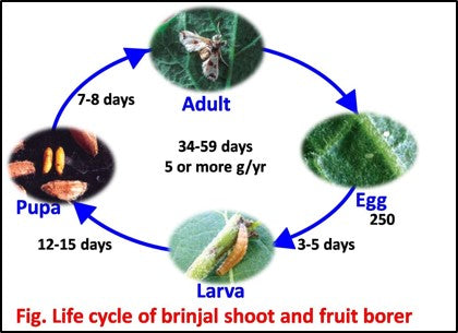 Life cycle of the brinjal Shoot and fruit borer