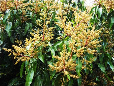 Mango flower development