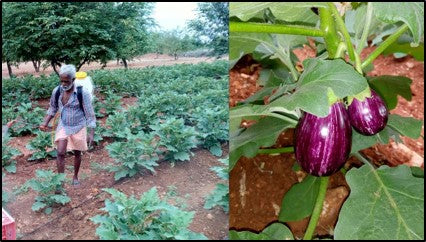 Spraying pesticides to control Brinjal shoot and fruit borer