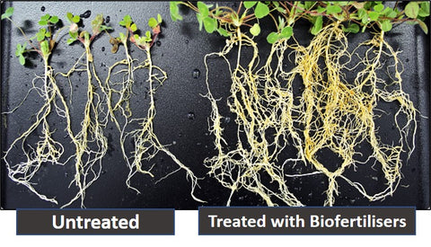 Biofertilizer use before and after