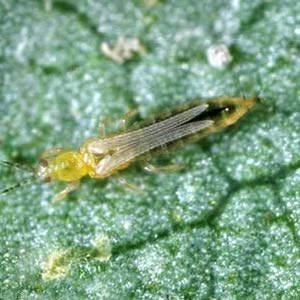 BACF ఎండ్ టాస్క్ పురుగుమందు - ఫిప్రోనిల్ 40% + ఇమిడాక్లోప్రిడ్ 40% WDG product  Image 4