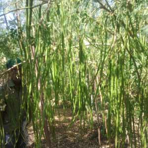 BHAGYA LAKSHMI DRUMSTICK SAPLINGS (MORINGA) product  Image 2
