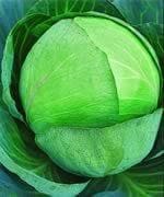 CHECKMATE CABBAGE product  Image 1