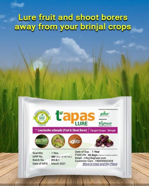 TAPAS BRINJAL FRUIT & SHOOT BORER LURE product  Image 1