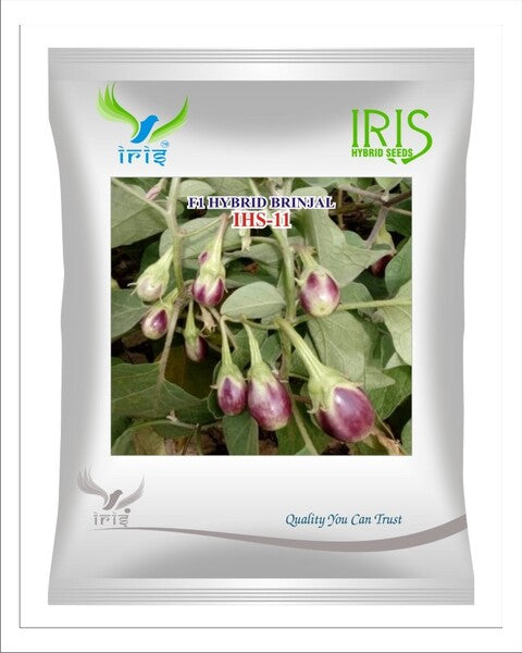 Iris Hybrid F1 BRINJAL IHS-11 product  Image 1