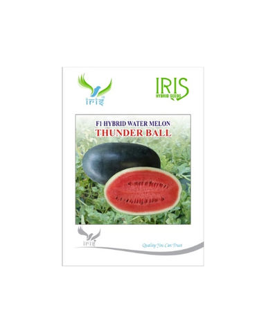 IRIS HYBRID F1 THUNDERBALL WATERMELON ICE BOX SEGMENT Image