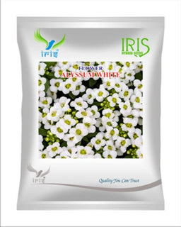 Iris Imported OP Alyssum White Image