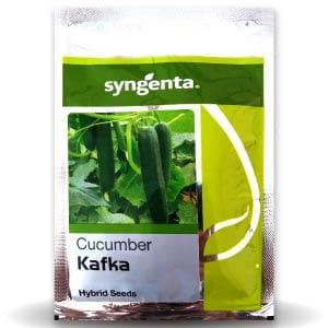 SYNGENTA KAFKA CUCUMBER SEEDS product  Image 1