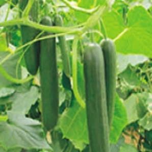 SYNGENTA KAFKA CUCUMBER SEEDS product  Image 2