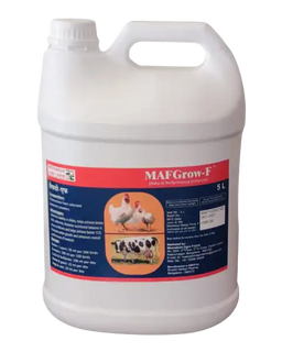 ಮೀನಾಕ್ಷಿ ಮಾಫ್ ಗ್ರೋ -ಎಫ್ Image