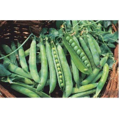 PEAS AFA SEEDS product  Image 5