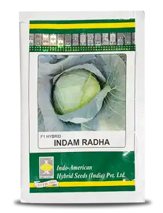 INDAM RADHA CABBAGE (F1 HYBRID) product  Image 1