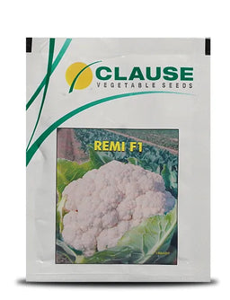 Remi Cauliflower Seeds - Uniform Curd, Early Maturity, Heavy Weight Image