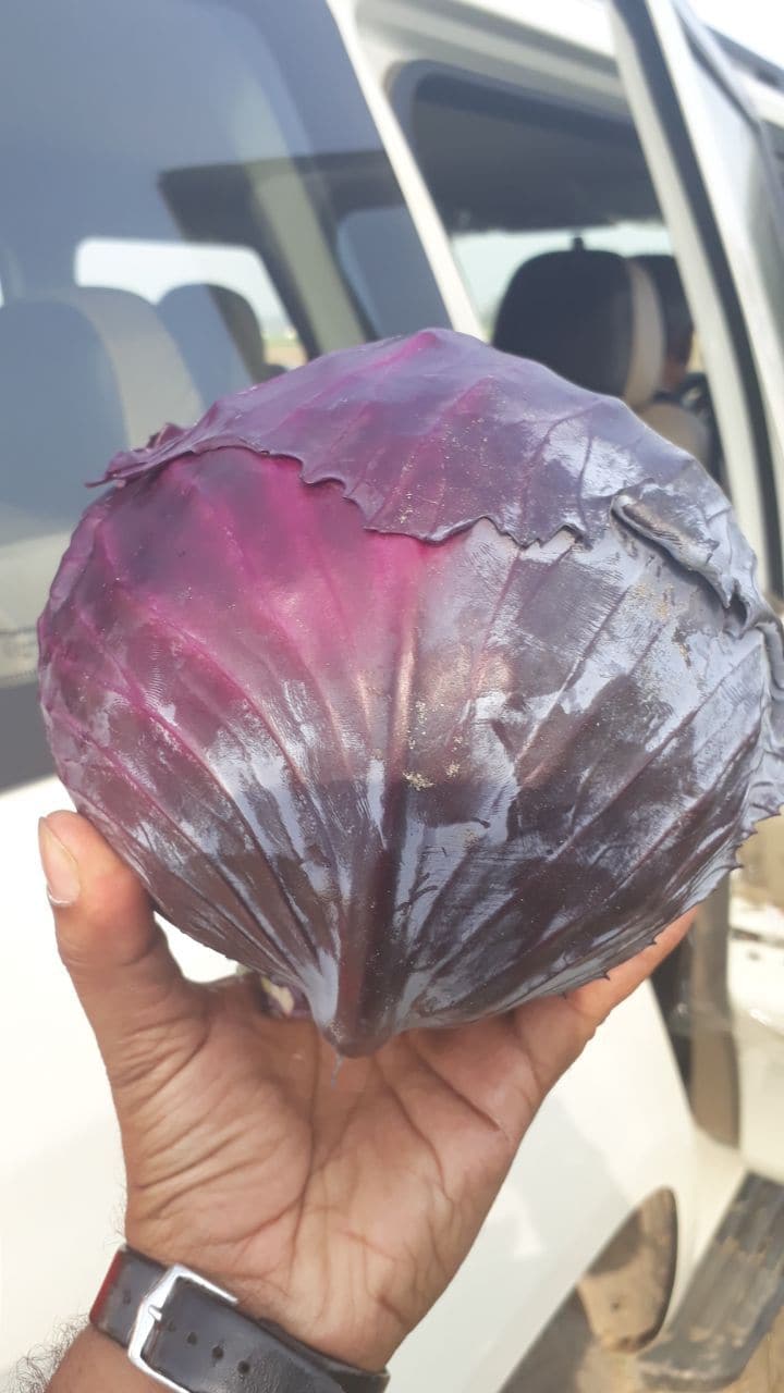 Ruby Ball Cabbage F1 - Early maturity, Upright Plants, Purplish-Red Heads image 7  Ruby Ball Cabbage F1 - Early maturity, Upright Plants, Purplish-Red Heads product  Image 7