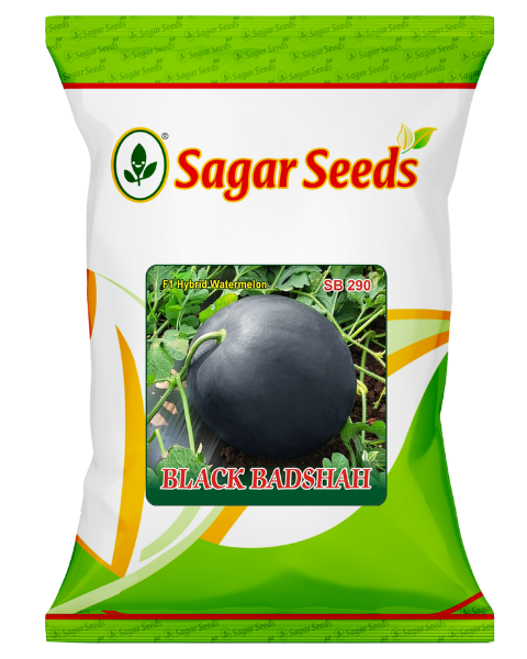 Buy Sagar Black Badshah F1 Watermelon Get Sagar Kavya F1 Cucumber FREE product  Image 1