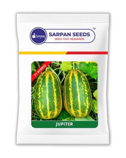 SARAPN JUPITER SAMBAR CUCUMBER SEEDS Image