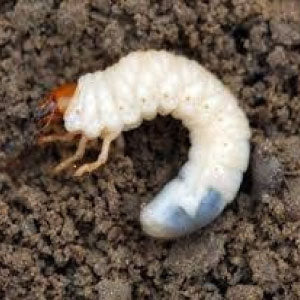 Sun Bio Meta Bio Insecticide product  Image 3